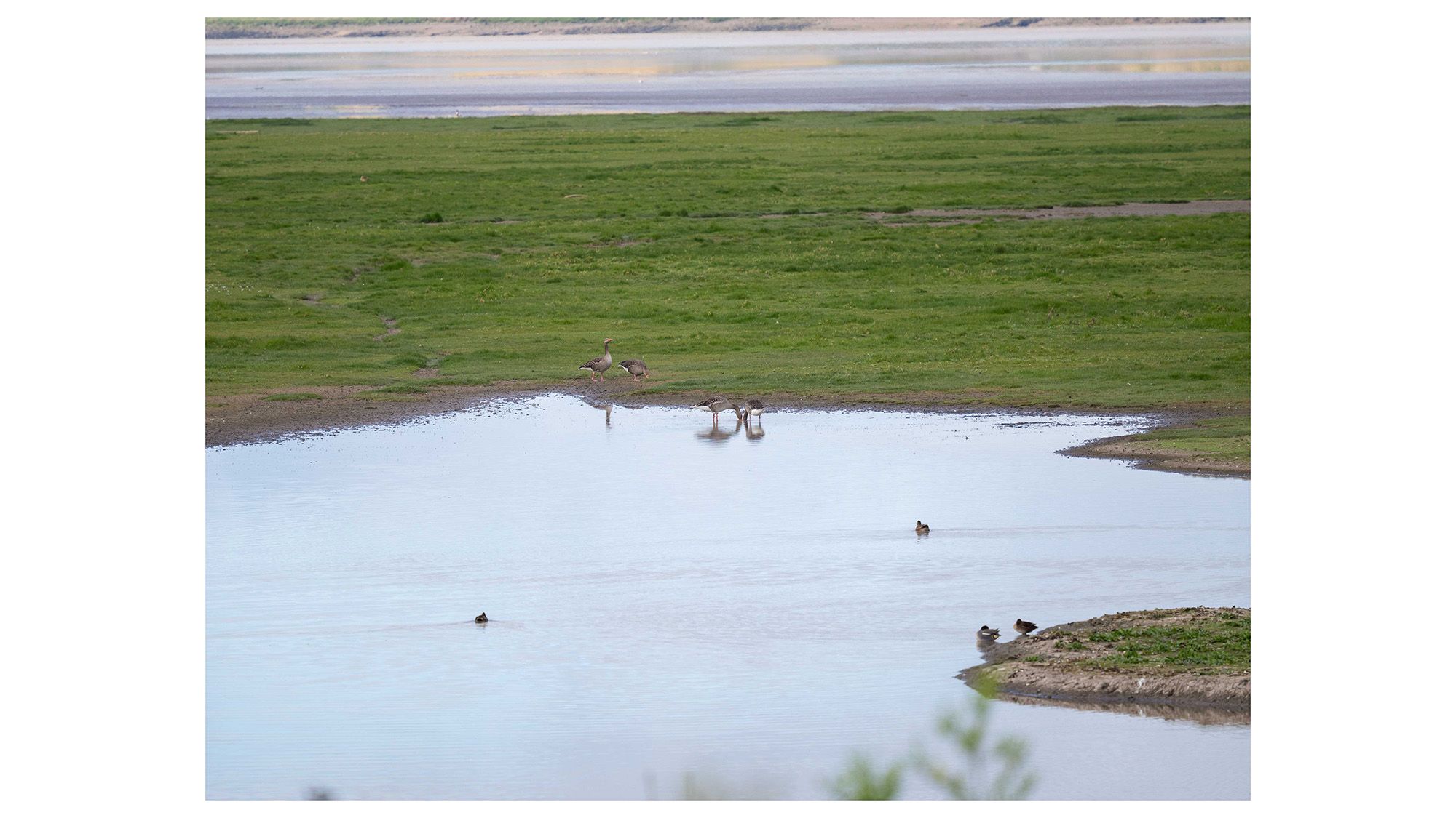 Birds at Slimbridge Wetland Centre on a lake surrounded by green grass 