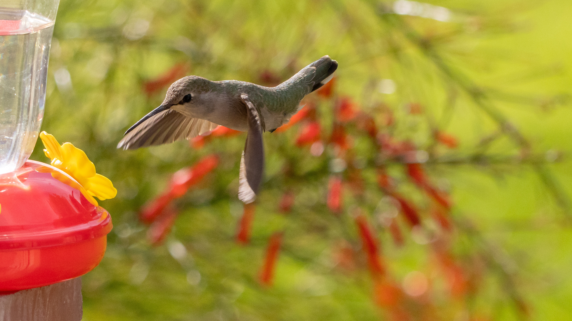 Hummingbird flying to feeder