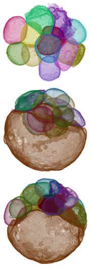 Reconstructions showing what many researchers believe is a 600-million-year-old animal embryo undergoing cellular division. The images were based on three-dimensional X-ray views of microfossils found at Doushantuo Formation, South China.