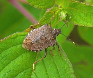 A brown stink bug on a plant leaf