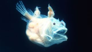 white anglerfish on a black background