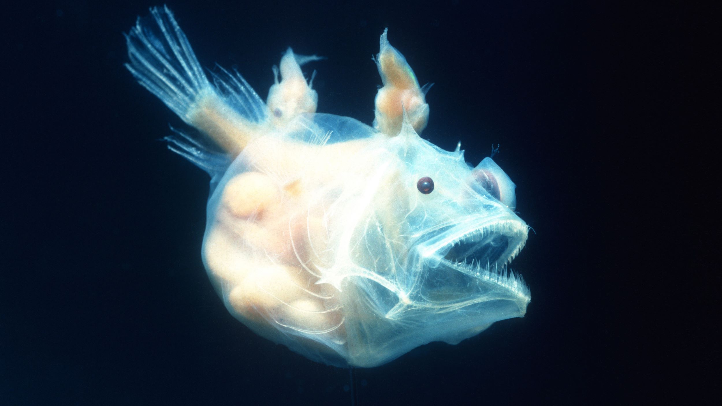 white anglerfish on a black background