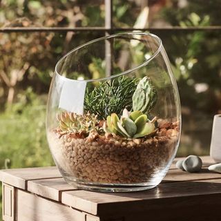 Anthropologie glass terrarium