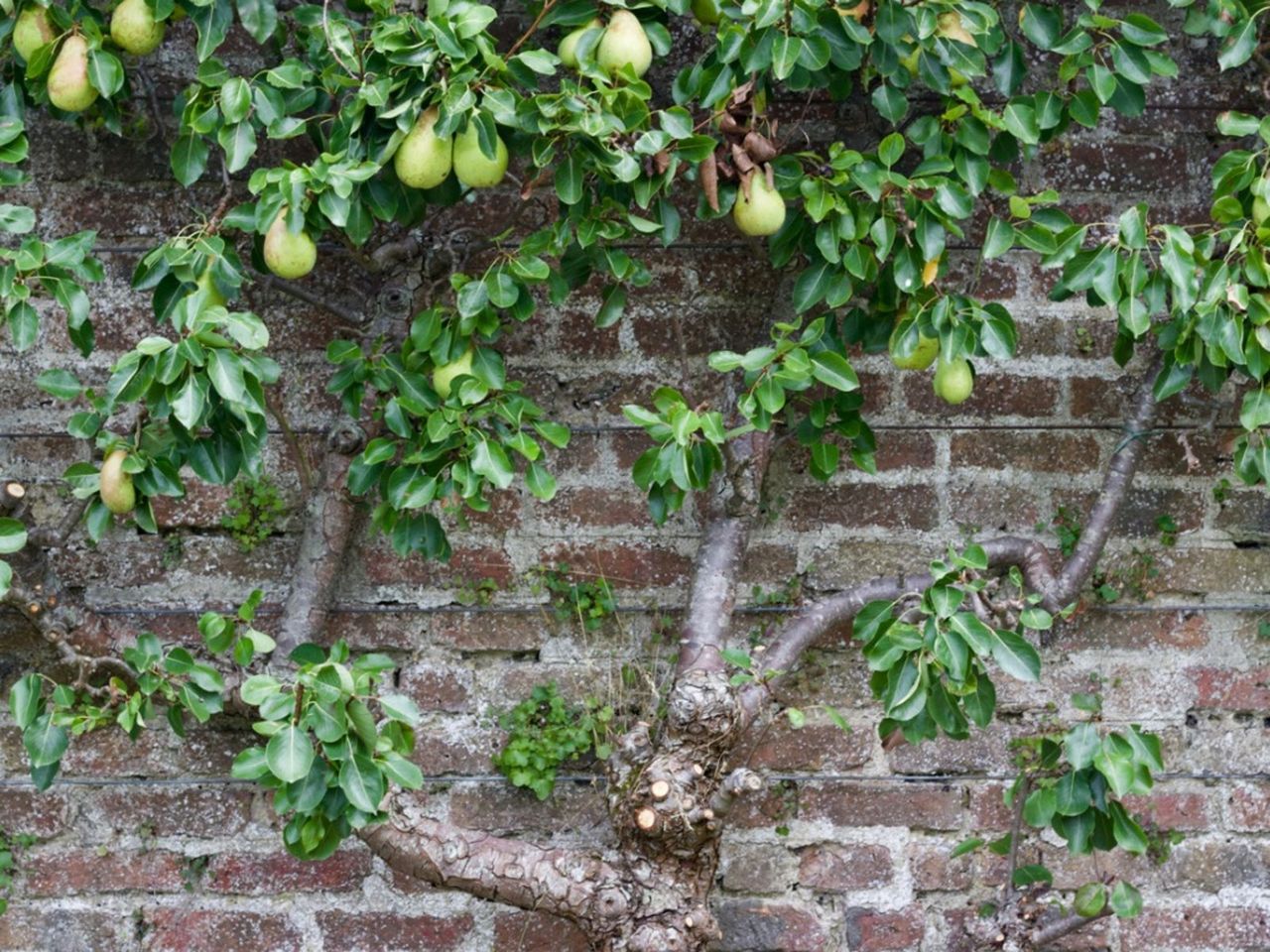 Espaliered Pear Tree Against A Brick Wall