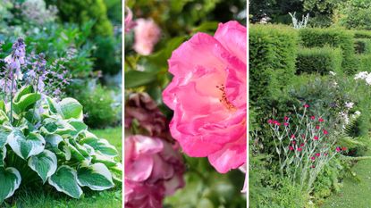 compliation image pf hostas, rose shrubs and yew hedges to show plants to prune in September