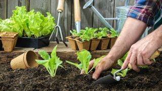 Growing lettuce in soil