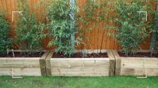 garden with raised beds with bamboo to show how to grow bamboo without it getting out of hand