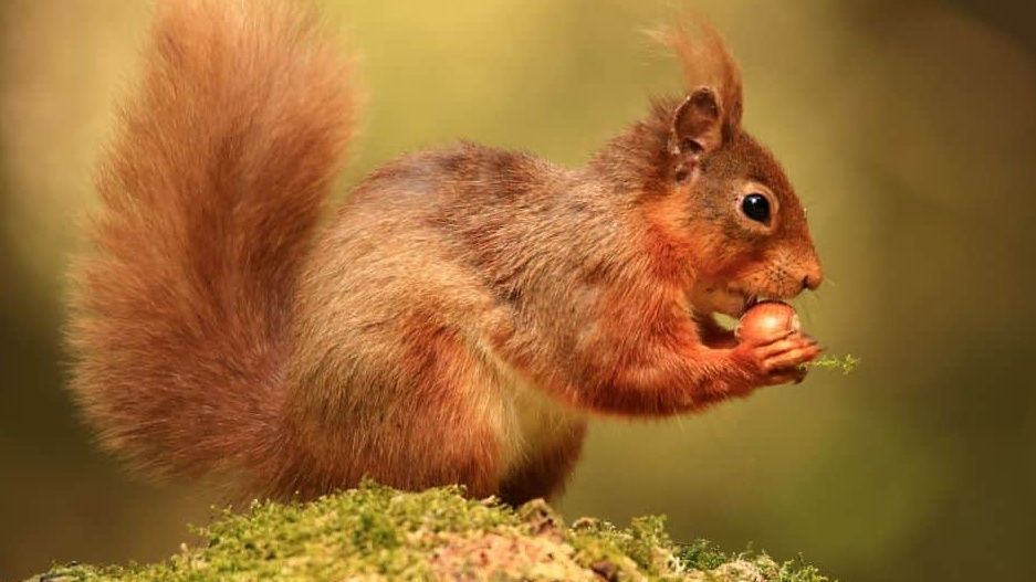 An imperiled red squirrel in Cumbria takes time out from the struggle to survive to enjoy its lunch in new BBC doc Cumbria&#039;s Red Squirrels