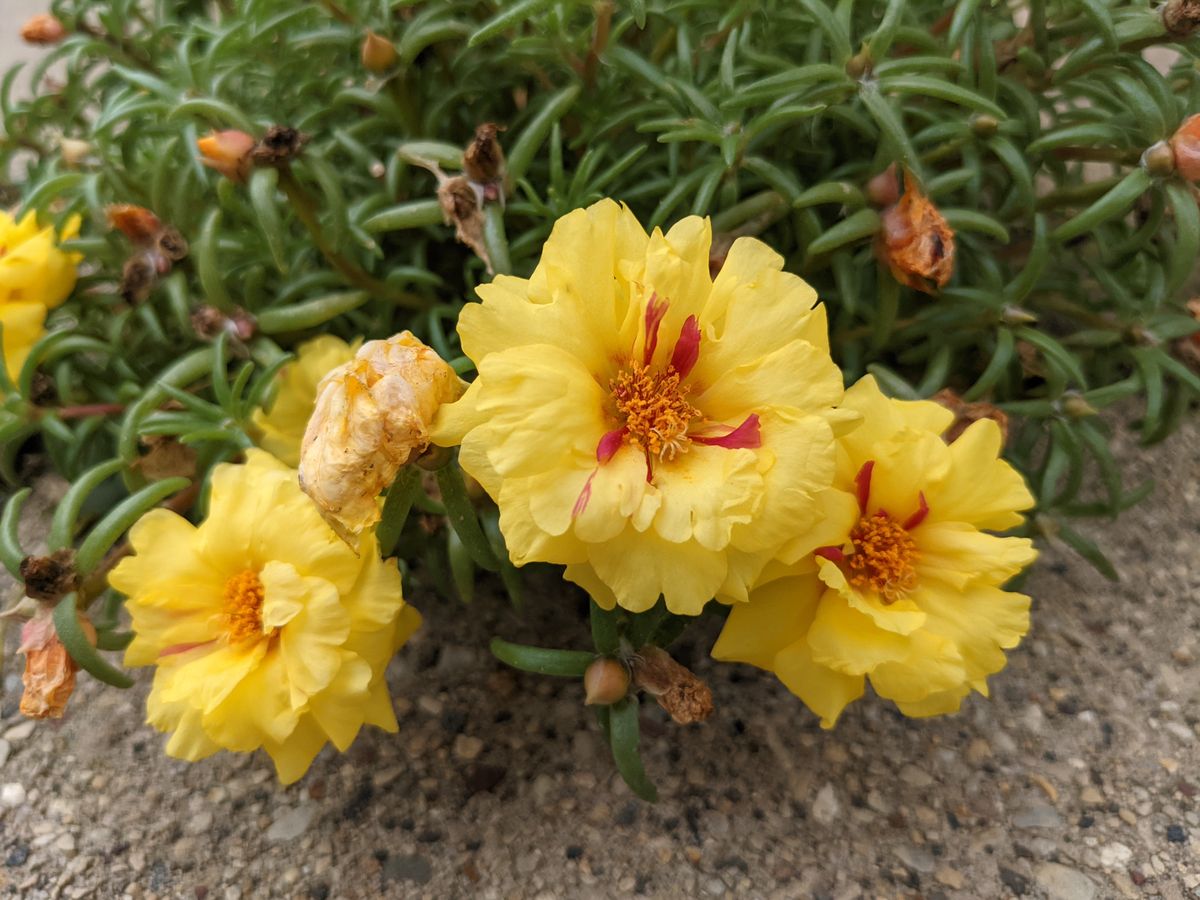 Pixel 5a camera samples