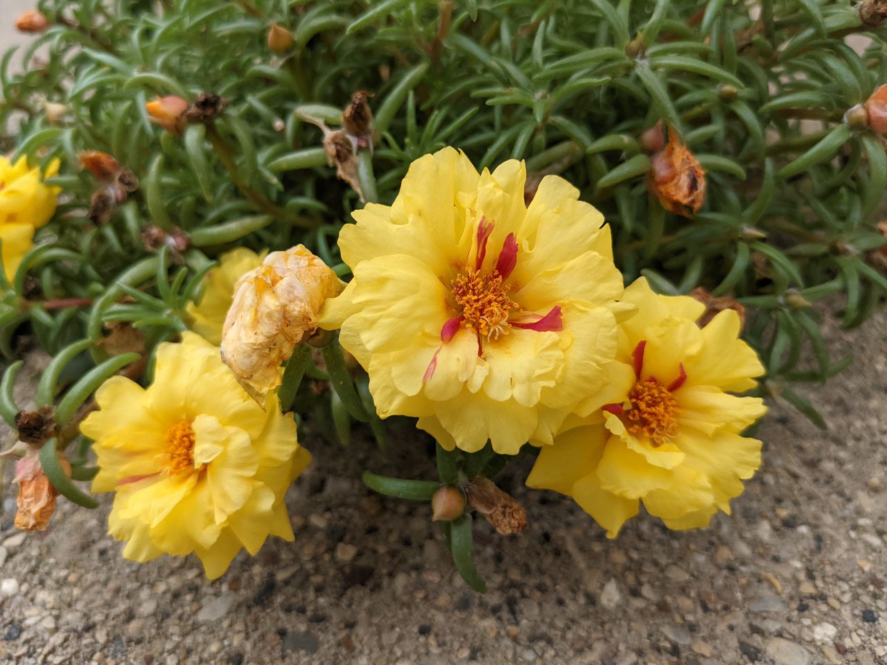 Pixel 5a camera samples