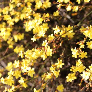 Yellow flowering winter jasmine