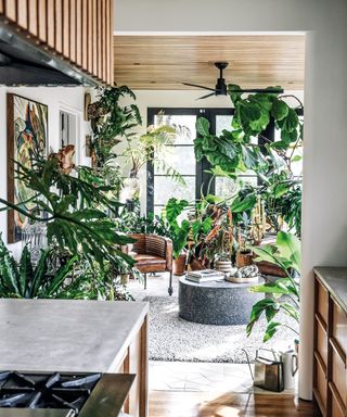 An array of indoor plants and trees styled in a living room