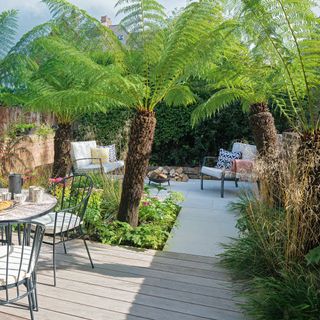 Patio area with ferns and palm trees