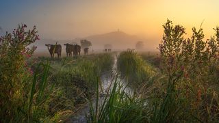 A misty morning at Glastonbury Tor with cows heading home and the sun rising 