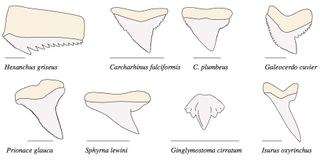 Shark teeth come in many different shapes and sizes.