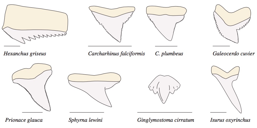 Shark teeth come in many different shapes and sizes.