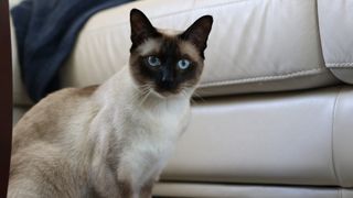 Tonkinese cat in living room by sofa and looking at camera