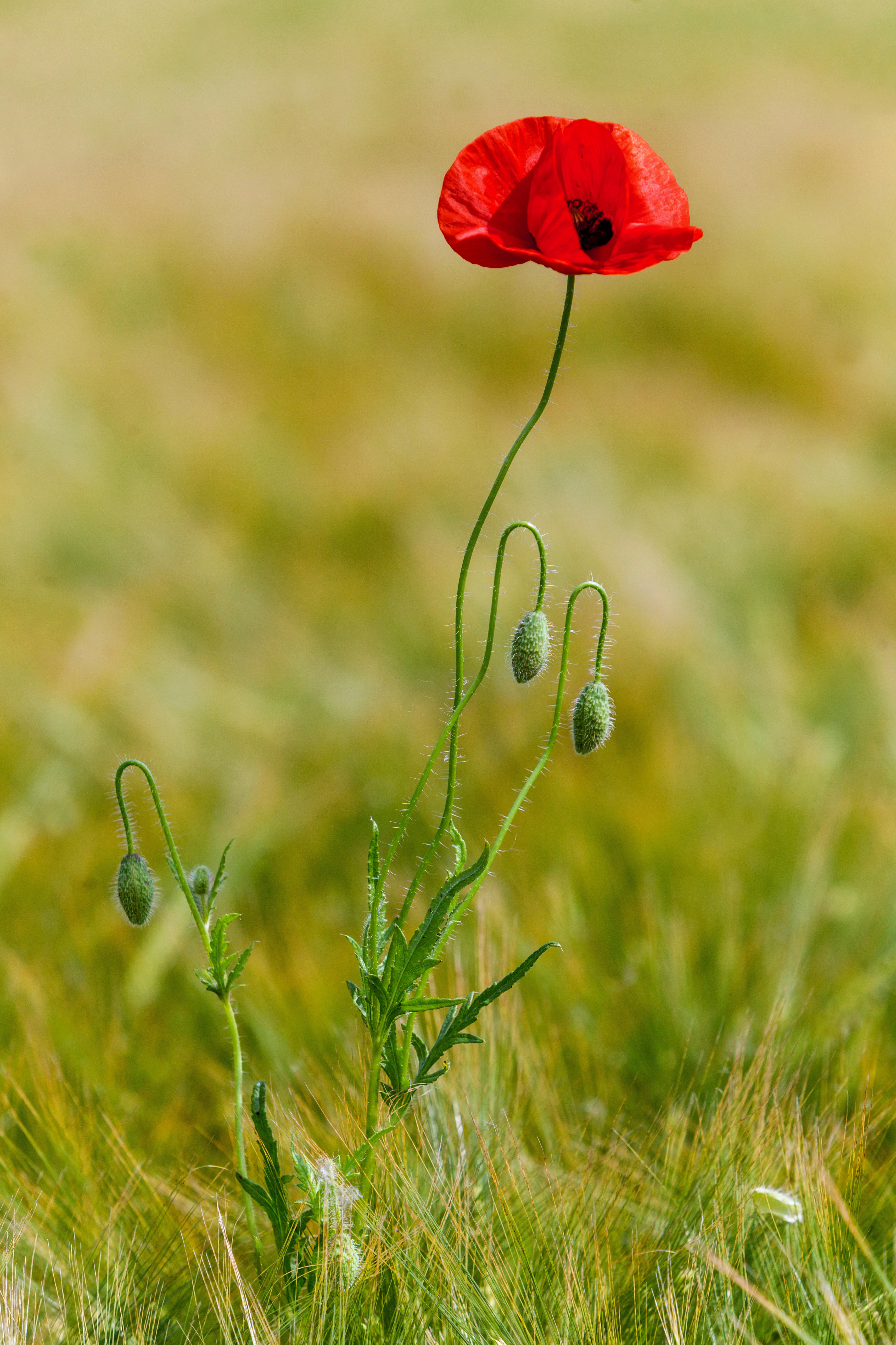 Poppy