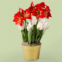 Potted amaryllis, Proflowers