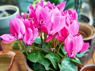 pink indoor cyclamen plant with lots of flowers