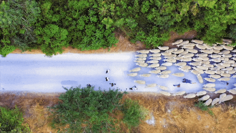 For seven months, drone photographer Lior Patel tracked the movements of a herd of sheep in Israel.