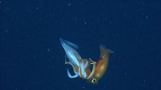 Gonatus berryi squid