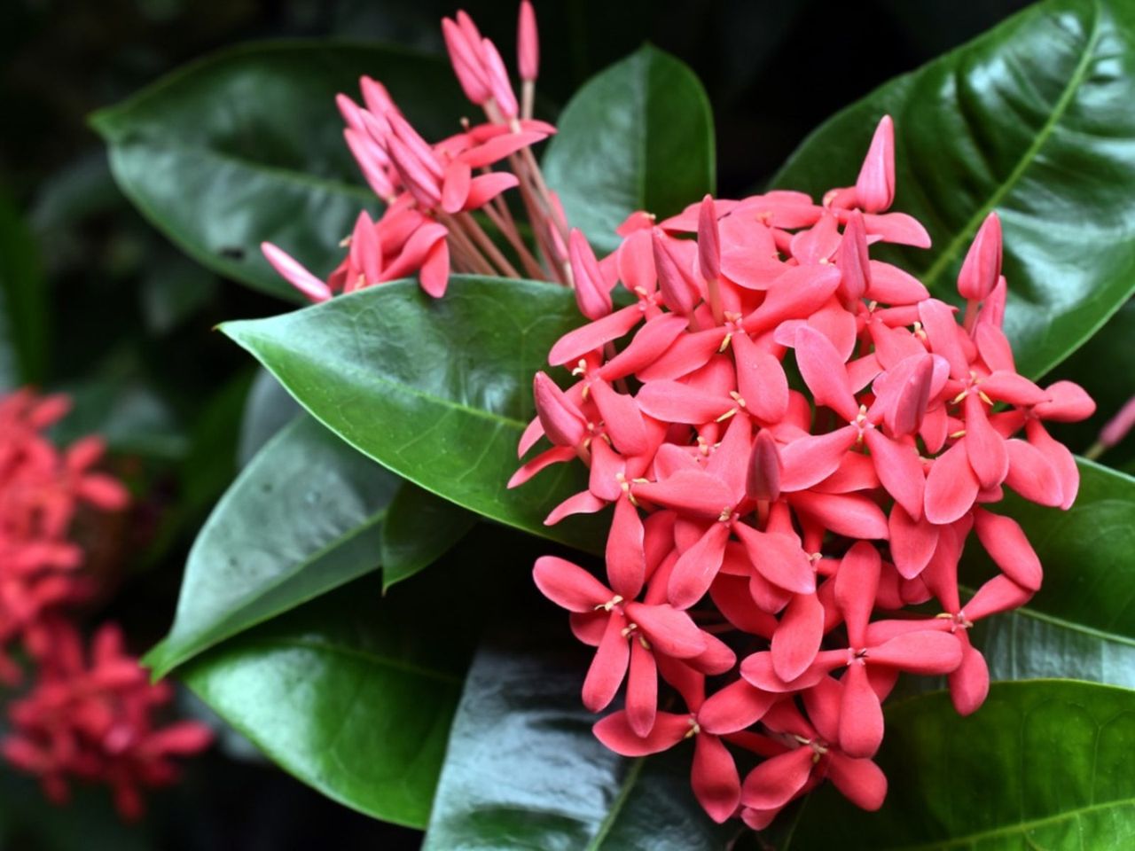 Red Flowering Ixora Shrub