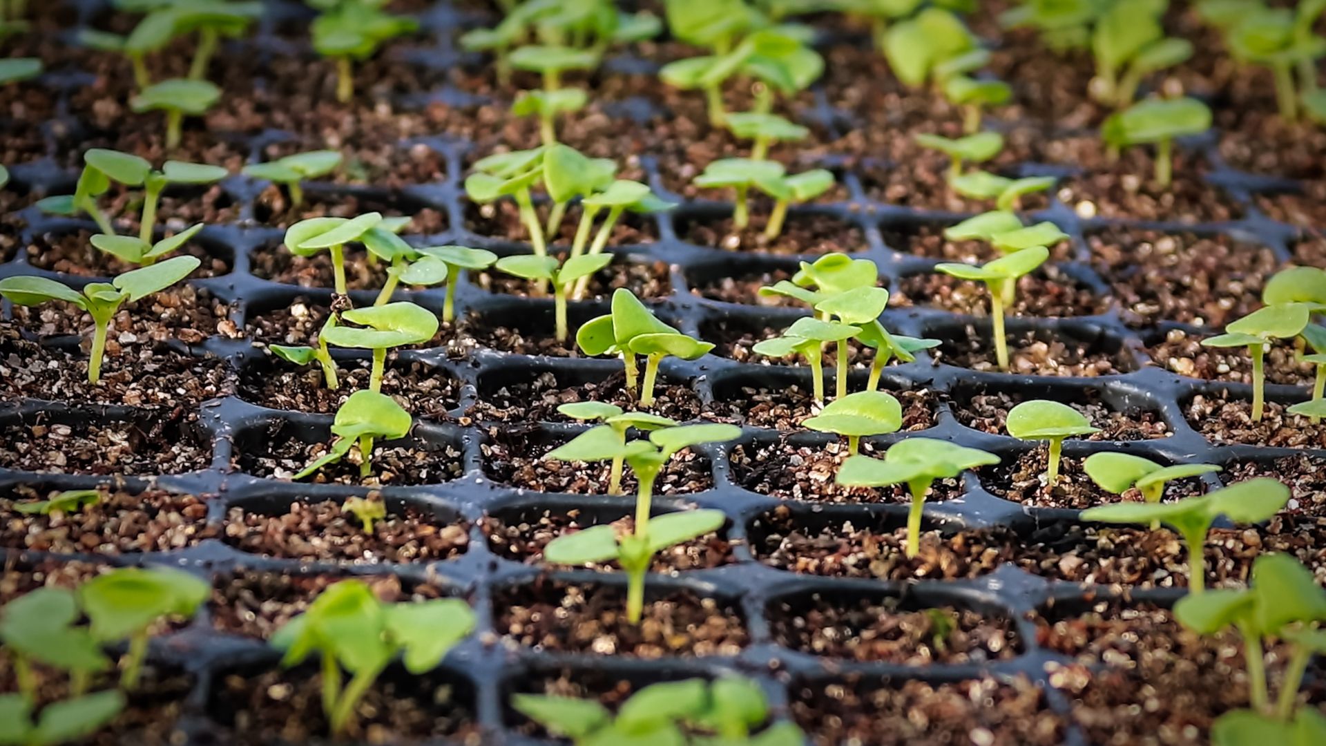 Plants growing in a propagator