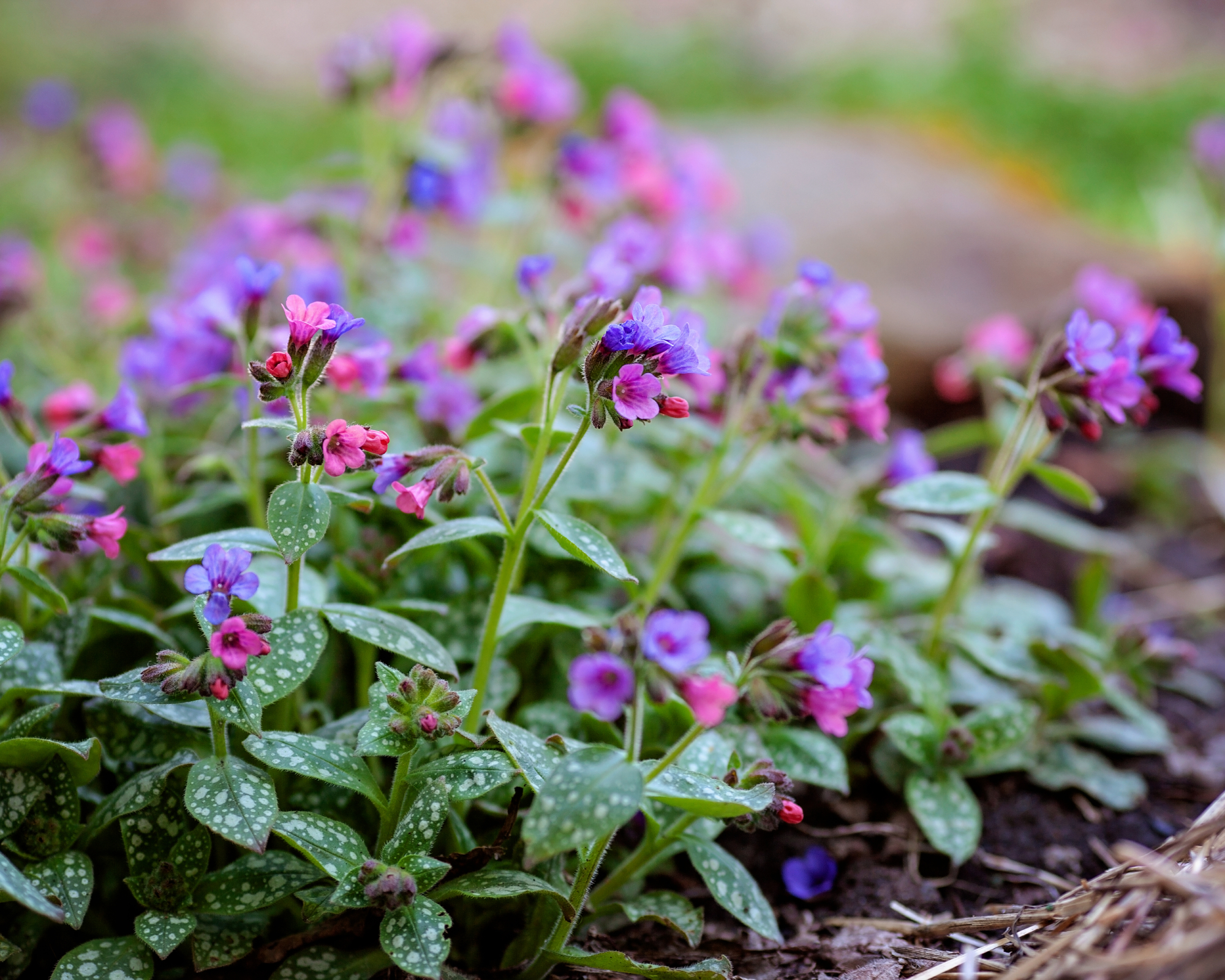 lungwort in garden