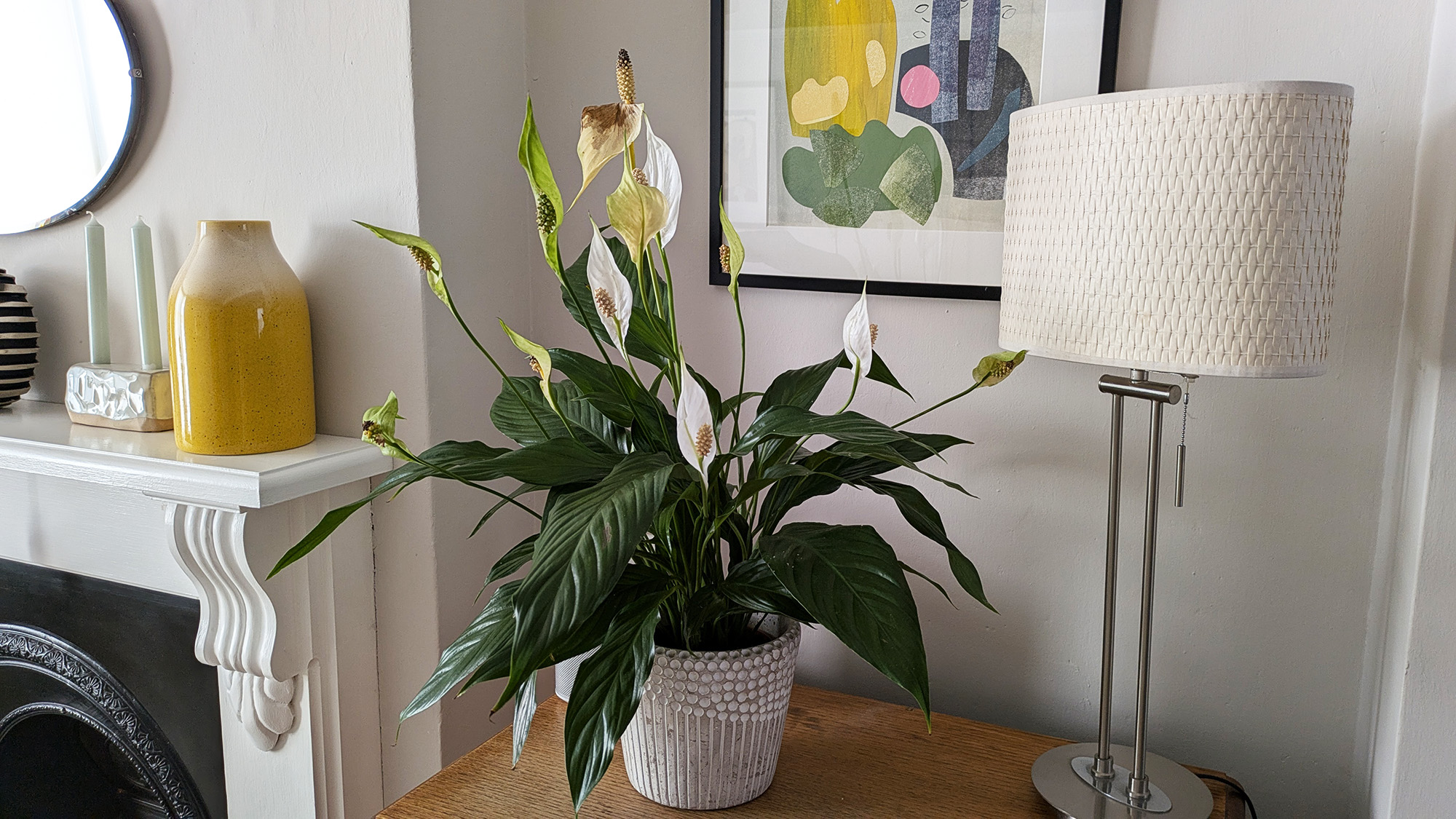 Peace lily with brown flowers