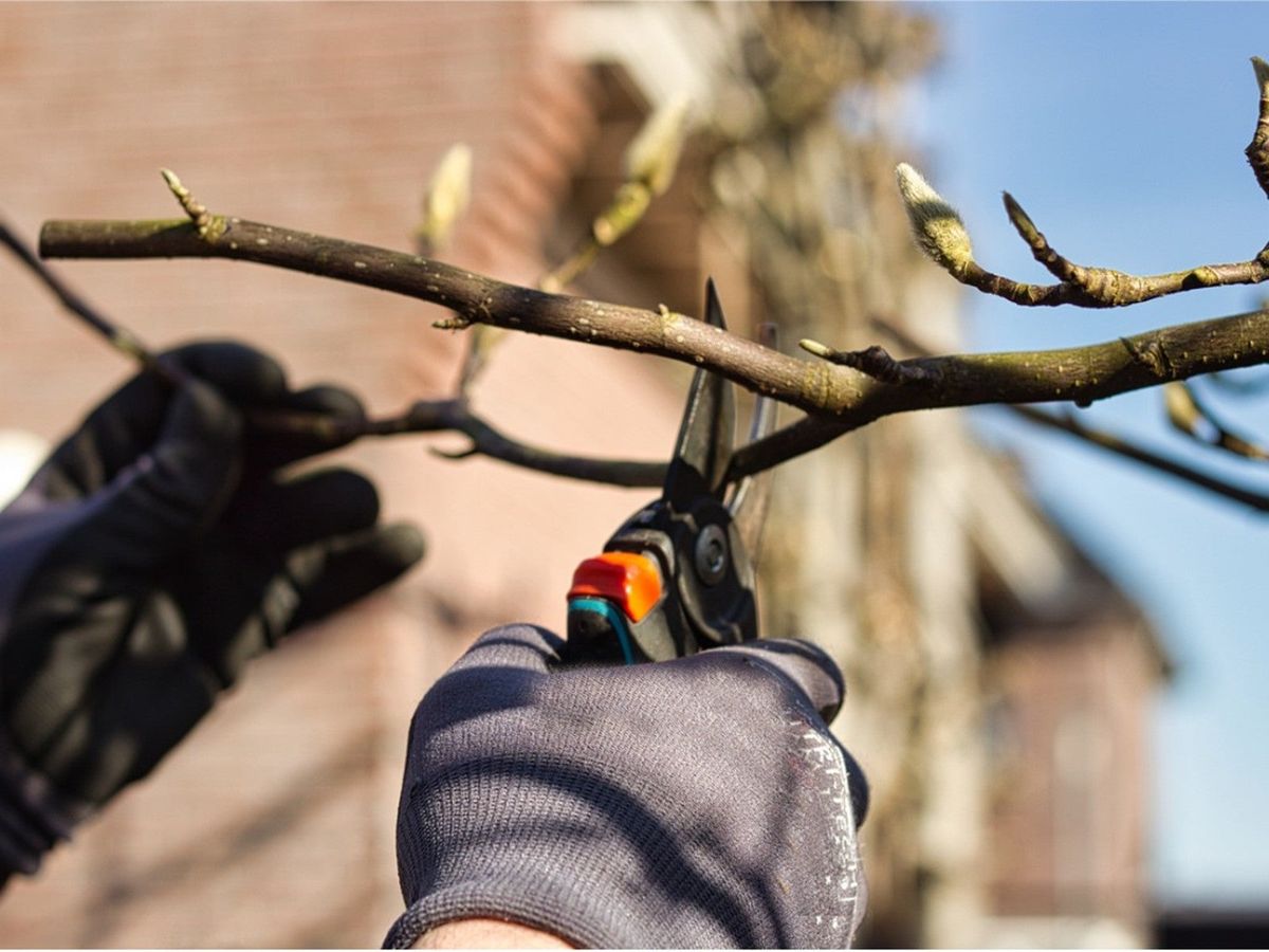 Tips For Pruning An Overgrown Magnolia Tree Gardening Know How   57jb9JaL6wQ3JYdQ8ejLFX 1200 80 