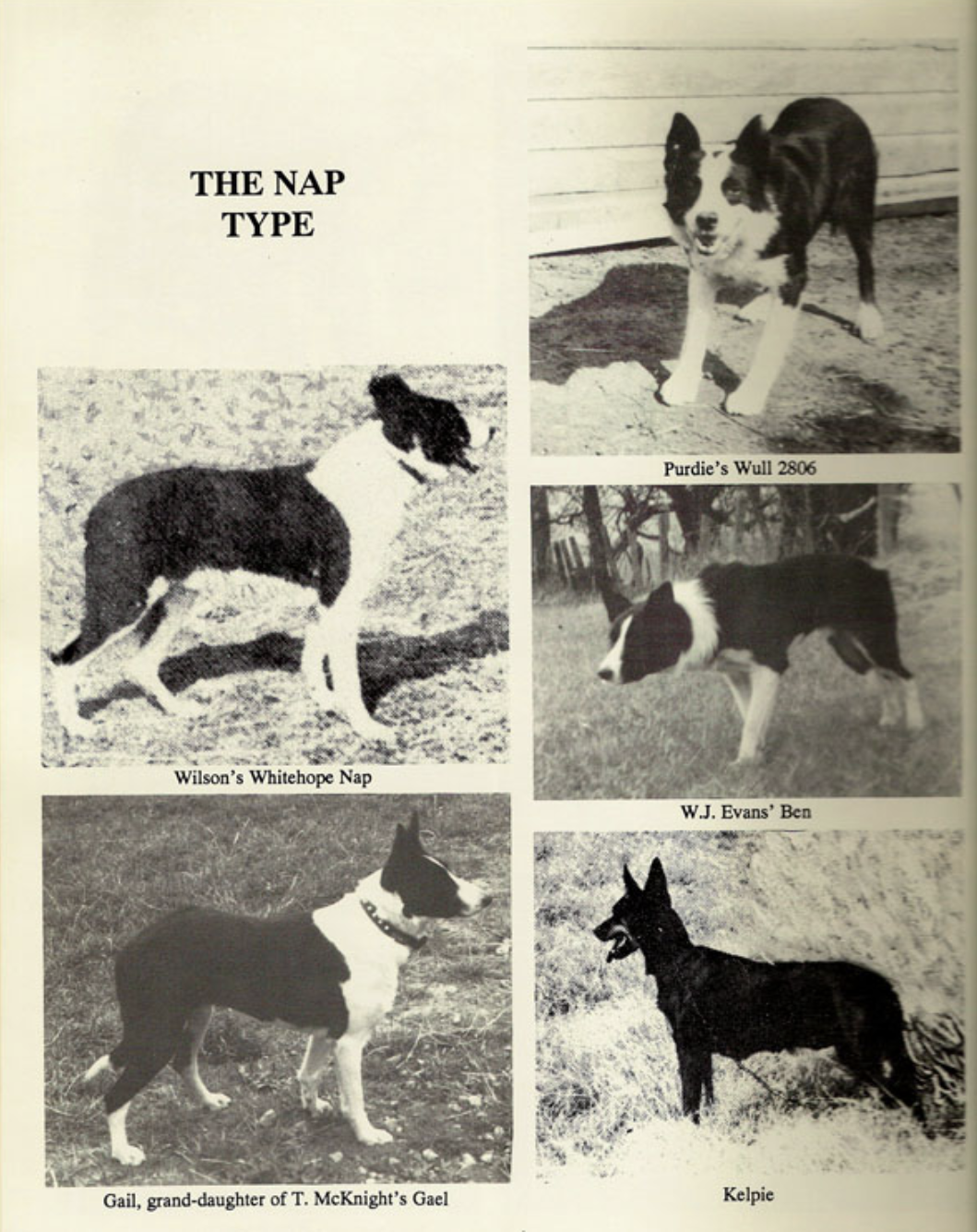 Archival black-and-white photographs illustrating four recognised border collie types &mdash; the Herdman&rsquo;s Tommy type, Northumbrian type, Wiston Cap type and Nap type &mdash; showing working dogs in profile and at rest, alongside handlers, demonstrating variations in build, coat and working style.