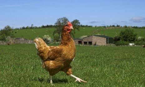 Burger King&amp;#039;s shift to buying eggs that come from free-range chickens may win over more customers than create more cruelty-free conditions for the birds.