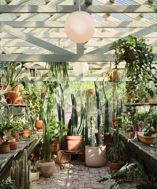 A sun-filled green house full of cacti and other plants