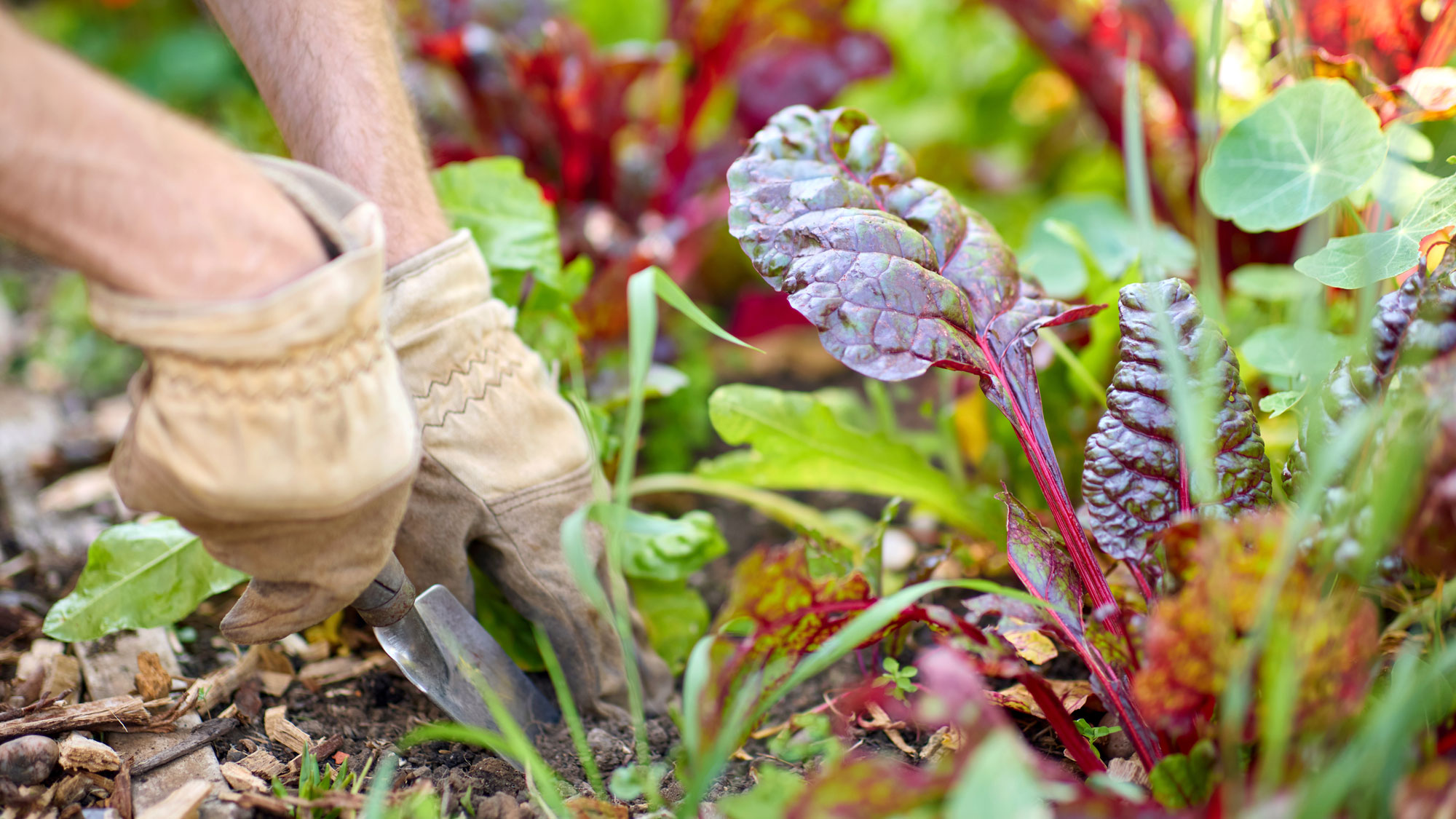 gloved hand weeding in garden near young chard and green leaves