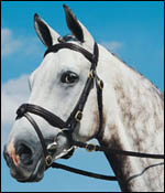 bridle.jpg