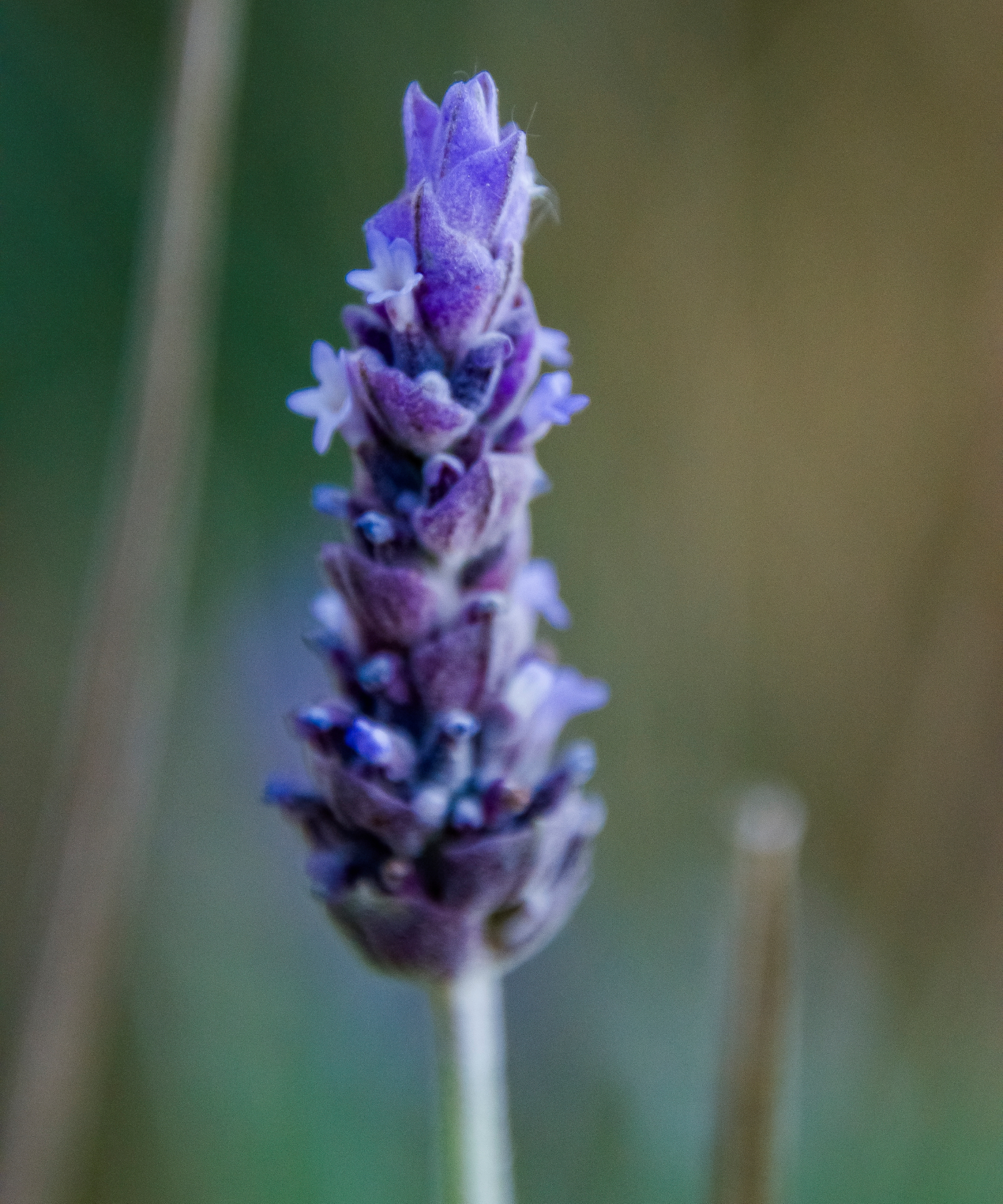 Lavandula dentata, commonly known as French lavender or fringed lavender, is a versatile and highly aromatic plant