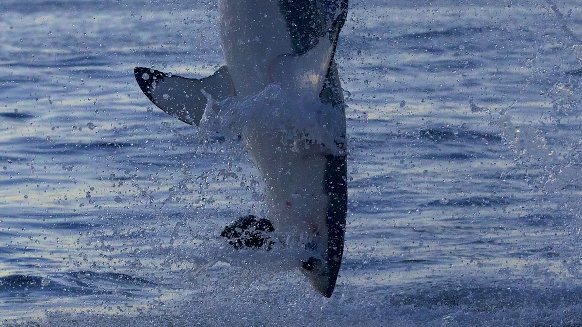 Great white shark breaching in Shark Week&#039;s Air Jaws: Top Guns