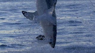 Great white shark breaching in Shark Week's Air Jaws: Top Guns