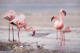 Lesser flamingos and their chicks on Lake Natron, one of the world's most corrosive lakes.