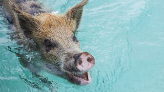 A feral pig on Big Major Cay