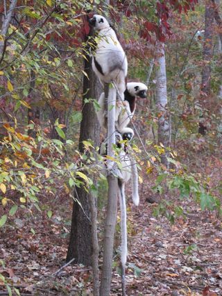 Sifaka lemur at Duke