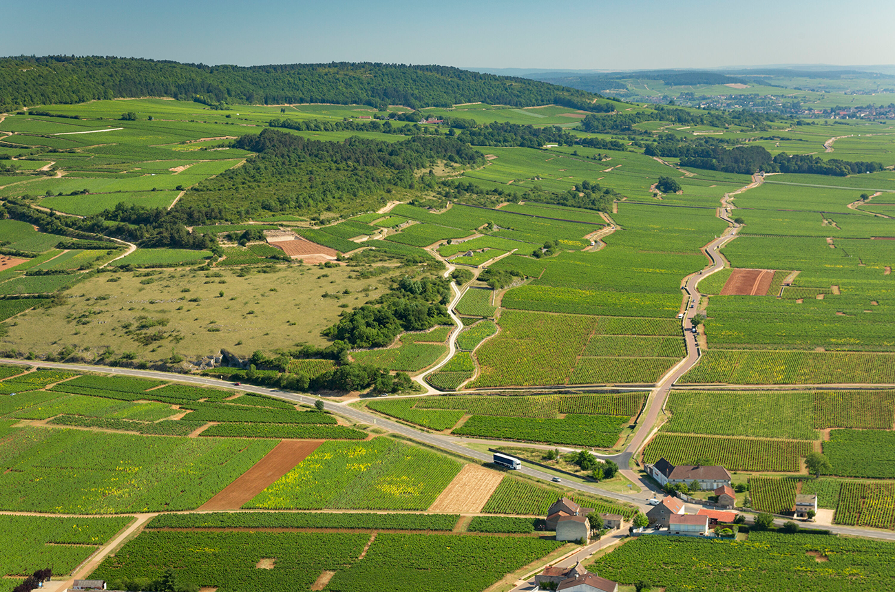 Chassagne-Montrachet premiers crus