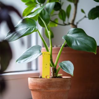 Sticky yellow plant trap in a house plant