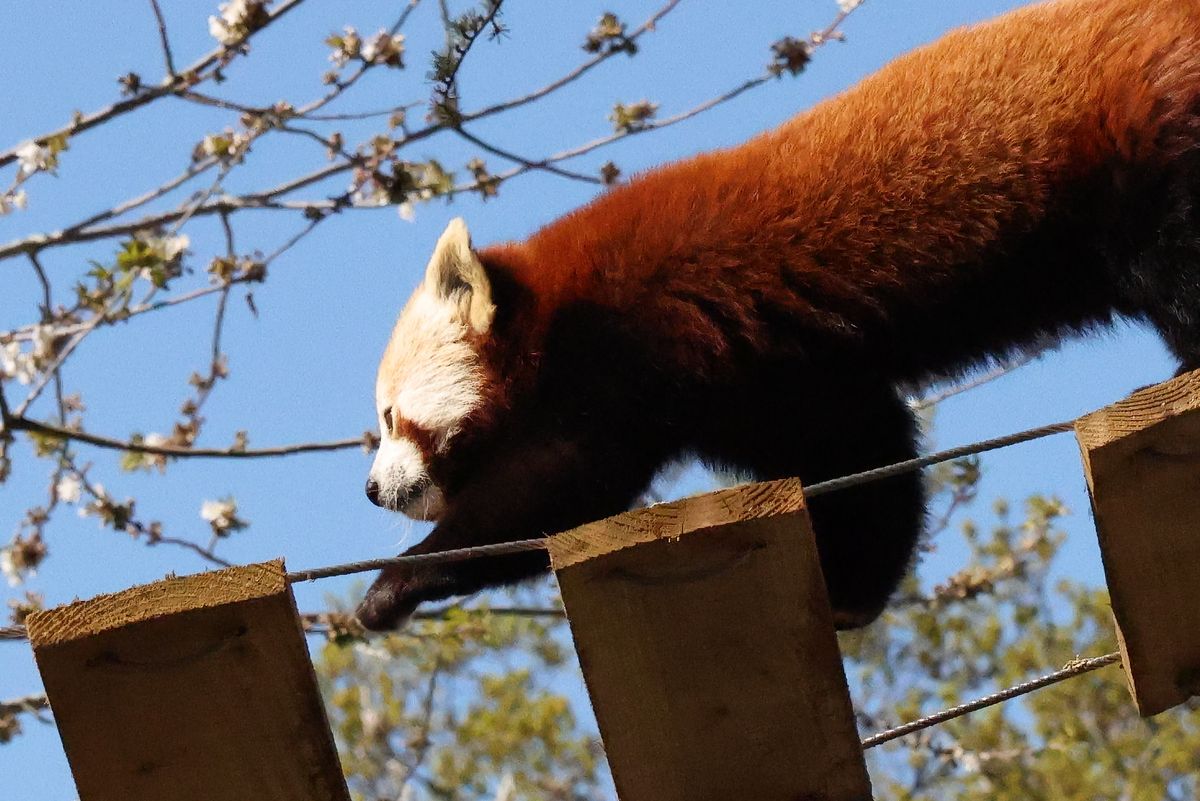 A photo of a red panda taken on a Canon EOS R5 Mark II camera.