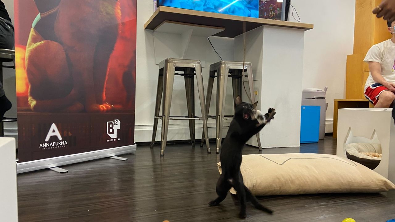Stray Cat Cafe