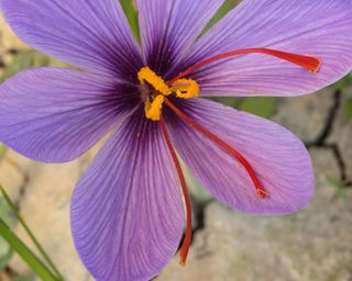 Saffron is harvested from the red stigma of Crocus sativus