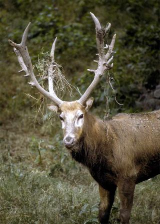 Pere David's Deer (Elaphurus davidianus) is considered Extinct in the wild. Known in Chinese as Milu, their English name is derived from the French missionary Father Armand David. The last wild population is thought to have been eaten by troops during the