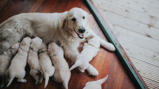 how can you tell if a dog is pregnant