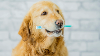 Golden retriever holding a toothbrush in his mouth in front of a brick wall